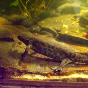 Pleurodeles waltl 11