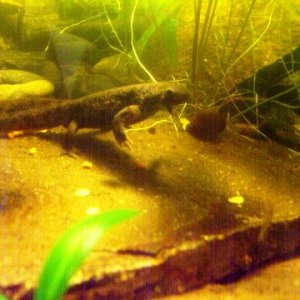 Pleurodeles waltl 12