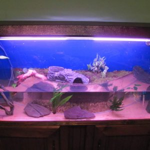 Tank "as is". I still need to raise the soil about an inch and figure some way to lead the ground into the water better.