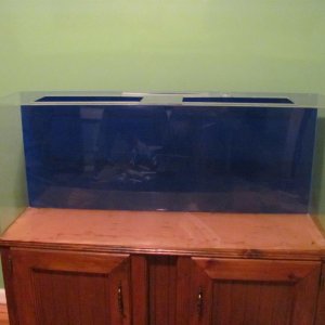 50 gallon tank sitting in my green room.