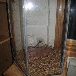 shrimp tank3 - layer of gravel over the dirt.
