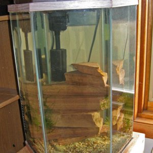 shrimp tank5 - with water.