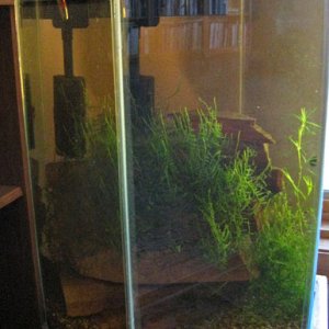 shrimp tank7 - December, about 2 months after initial setup.