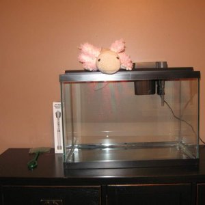 The beginning. My first tank! You can see Ami my crochet axolotl checking it out. It is a 20 gallon. :)