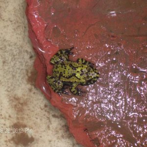CB juvenile Bombina orientalis
