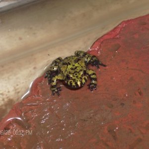 CB juvenile Bombina orientalis