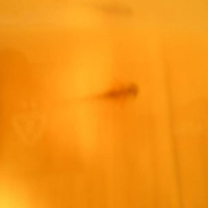 Kind of hard to see, but it's a wildtype larvae in a tupperware