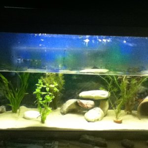 Tank view