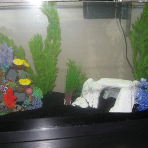 Closeup of the caves and plants. What do you think?