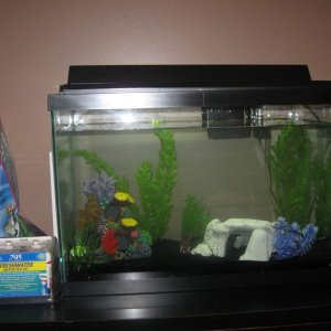 Tank set up complete!