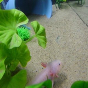 jelly bones in his err her jungle i still cannot tell but i think its a boy