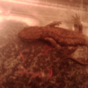 Newt with worms