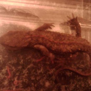 Newt with worms