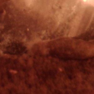 Fungal Infection