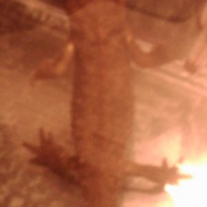 Newt
