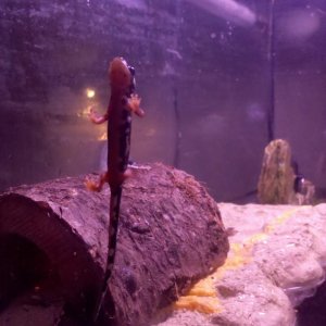 These guys climb glass more easily than a gecko