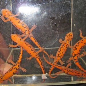 C. cyanurus - the 6 lightest specimens from 2010 breeding - ventral view.