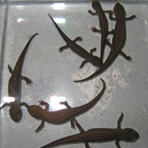 CC. cyanurus - the 6 darkest specimens from 2010 breeding - dorsal view.