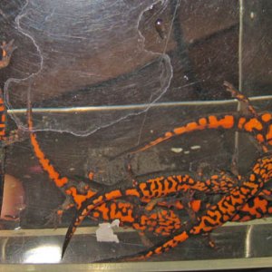 C. cyanurus - the 6 darkest specimens from 2010 breeding - ventral view.
