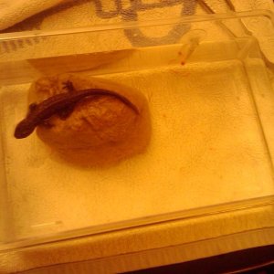 Tank Cleanup