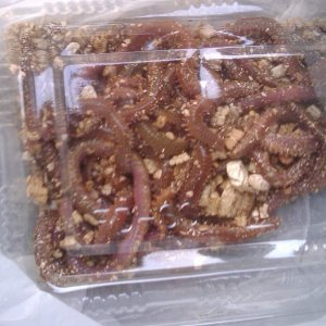 Worms