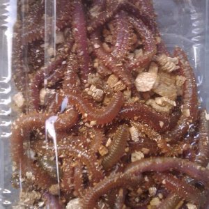 Worms