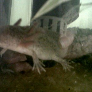 spiney