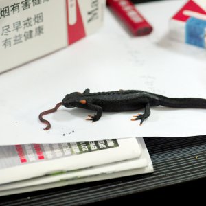 salamander1