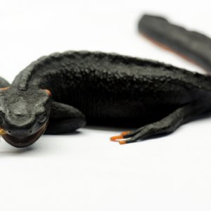 salamander2