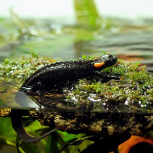 salamander4
