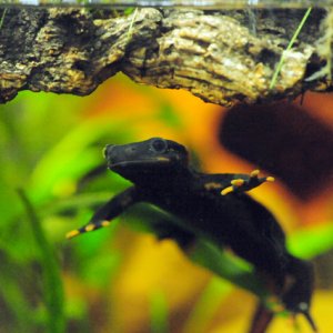 salamander3