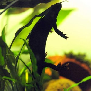 salamander5