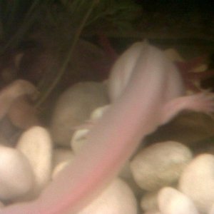 IMG00089 20110109 1916
