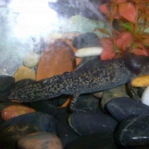 healthy axolotle