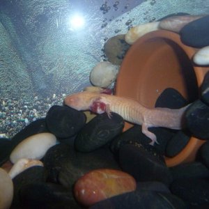 sick axolotle