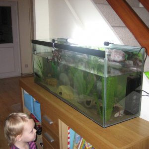new axie tank 030