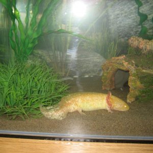 new axie tank 011