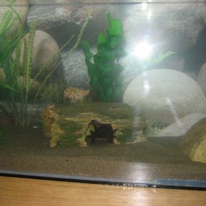 new axie tank 018