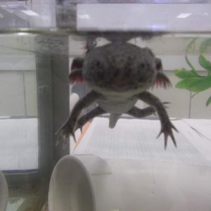 T-Rex. She is one year old, the first axie I raised from an egg.