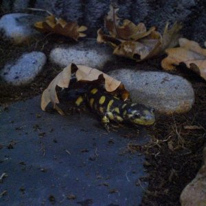 Shroob, hiding, not doing a very good job.