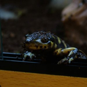 Goomba, just had a bath and now wanting food.