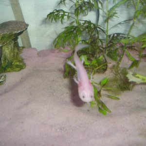 Got another clear picture of him which rarely happens with my camera