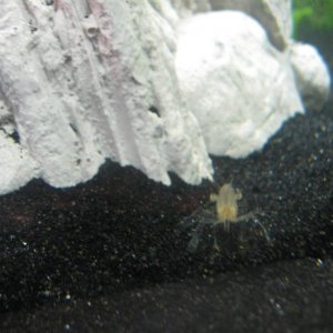 Meet Carl, my ghost shrimp!