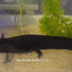 Oprah the female about 9 inches long