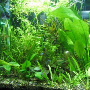 left side. The floating plants are a large raft of Bacopa australis grown up from the substrate. In the back are Ceratopteris thalyctoides and Vallisn