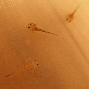 DSCI0776
I'm curious about what the larvae with the dark tail tips will look like...