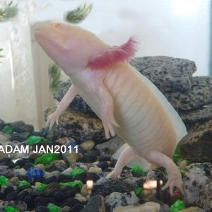 This is Tiny, my daughters Axolotl. Getting confused with all their names this Adam is Tiny!!