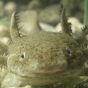 king andy gills3