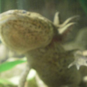 king andy gills5