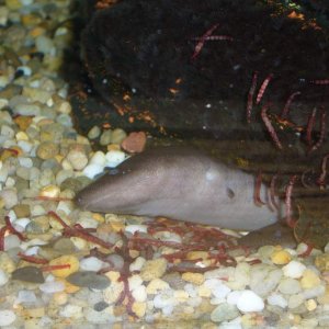 Amphiuma means, the other female
